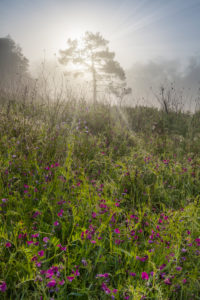 lonely tree on a misty morning, the rays of light cut through the fog, Valdarno, Arezzo,Tuscany, Italy lonely tree on a misty morning, the rays of light cut through the fog, Valdarno, Arezzo,Tuscany, Italy